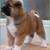 Thumb_akita_1