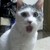 Thumb_omg-cat-400x300