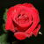 Thumb_ruza200618cg