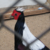 Thumb_capture