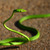 Thumb_green-whip-snake