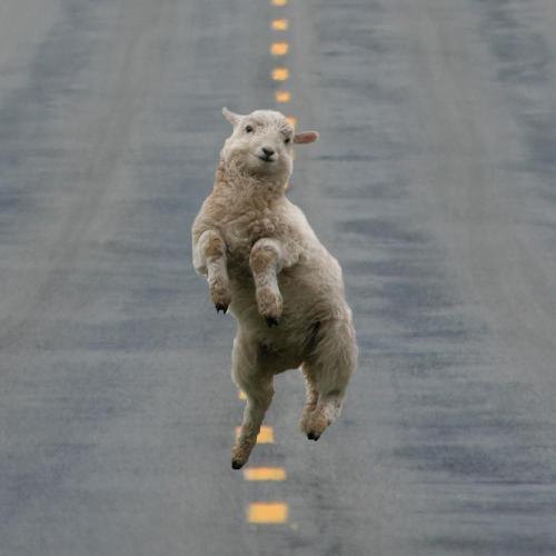 Medium_jumping_sheep