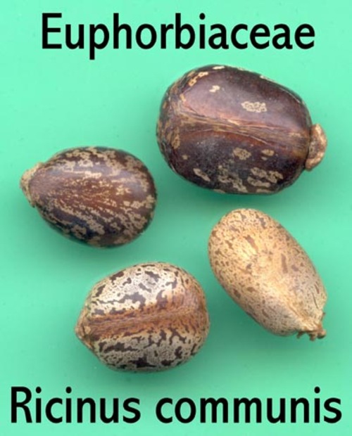 Medium_ricinus_communis