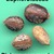 Thumb_ricinus_communis