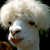 Thumb_655-funny-lama1