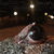 Thumb_the_cat_s_eye1