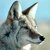 Thumb_coyote6rc