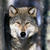 Thumb_0721-awolves_full_600