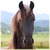 Thumb_horse-friesians-2151832-1944-1944