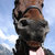 Thumb_horse_tongue_by_risawn