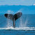 Thumb_humpback_whale