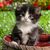 Thumb_animals_11