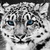 Thumb_snow_leopard_2-wallpaper-2560x1440