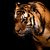 Thumb_wallpapers_windows_7_-_tiger__big_cat
