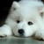 Thumb_white-wolf-pup-wolves-7570936-640-480