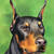 Thumb_doberman
