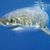 Thumb_shark_white