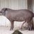 Thumb_tapir_big_penis