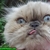 Thumb_funny_halloween_animals_cat_scary_face