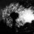 Thumb_maslacak__kalemegdan__beograd