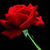 Thumb_redrose