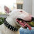 Thumb_bull-terrier-3-rows-spiked-collar