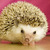 Thumb_the-hedgehog-concept