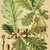 Thumb_quercus_farnetto_-_sladun__blagun