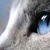 Thumb_blue_eyes_cat-1920x1080