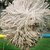 Thumb_dog_hairy_2