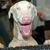 Thumb_crazy-dog-at-keyboard-70040400282