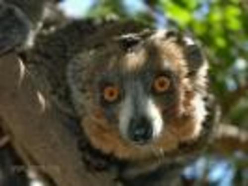 Medium_aa_lemur_2