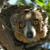 Thumb_aa_lemur_2