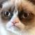 Thumb_grumpy_cat