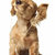 Thumb_57c1bc388elittledogsrock_jpg