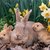 Thumb_palomino_rabbits-for-sale