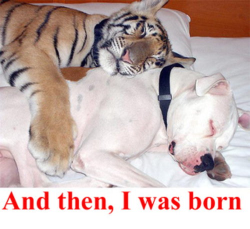 Medium_tigerdogcopy