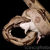 Thumb_z7800103-red-tail_boa_constrictor-spl