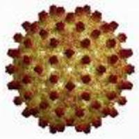 hepatitis