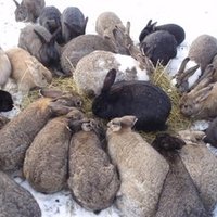 torta.pusti.vanzemal