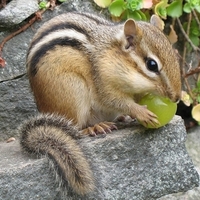 chipmunk