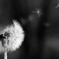 ПитомиОблачић