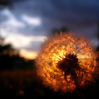 dandelion