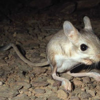 pustinjski skočimiš