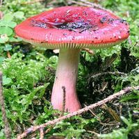 MsRussula