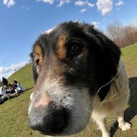 Трошаринац