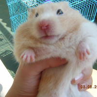 Mimihamster