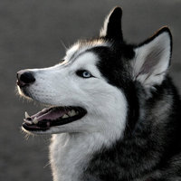 Husky