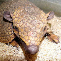 armadilo