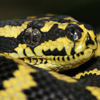 Jungle Carpet Python